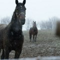 Stanovnici u šoku: Konji sa planine sišli u selo i izazvali probleme u domaćinstvima