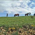 ,,Narcisu u pohode“ sledeći vikend na Stolovima