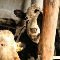 Већа сигурност за сточаре у Србији: Цена млека мора бити унапред позната, а исплата стиже за месец дана
