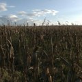Suša uzela danak na njivama: Kakav će biti rod kukuruza i soje i može li kiša da popravi sezonu?