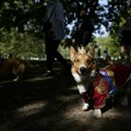 Psi koje je obožavala kraljica: Korgiji ''marširali'' na obeležavanju godišnjice smrti Elizabete Druge