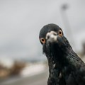 Uhapšen taksista u Tokiju – izazvao traumatski šok goluba, ptica preminula