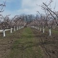 Sve je sada u božijim rukama Ako temperatura ode ispod nule, sve će propasti! (Foto)