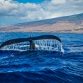 Islandske vlasti dale zeleno svjetlo za komercijalni kitolov