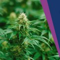 Tradicionalna biljka, lek ili droga: Sagovornici Danasa o tome što 40 odsto mladih ne smatra da je marihuana narkotik