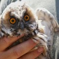 Novi stanovnik beogradskog Zoo vrta: Pogledajte koliko je slatka, staje u dlan