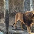 Lav pobegao iz zoo-parka u popularnom letovalištu Srba, napao radnika: Digli i dronove, ovako se sve završilo