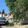 EKOCID U TUTINU – U centru grada posječene krošnje starih stabala
