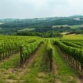Srpsko vino na svetskim vinskim kartama: Dodeljena još jedna Čuvarkuća