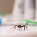 Ovaj čovek živi sa preko 700 tarantula Ono što sada ima u planu će vas šokirati