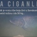 (Video/foto) dugačka je preko jednog metra i teška oko 50 kilograma Ronici usnimili kapitalni primerak ribe na Adi Ciganliji