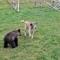 (Video, foto) vlasnik etno sela borbi sa institucijama Spasao mladunče medveda pa želi da ga zadrži, a ne daju mu