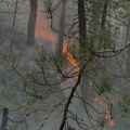 Grom udario u drvo i napravio haos! Izbio šumski požar na Tari, gase ga vatrogasci i meštani (foto)