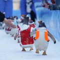 Pingvini na paradi u nošnjama u susret Kineskoj novoj godini