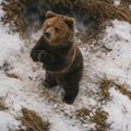 Dronom tražili nestalog čoveka u šumama Estonije pa snimili medveda kako se budi iz hibernacije (VIDEO)