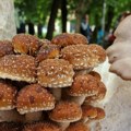 (Foto) da li ste čuli za kesten gljivu? Uzgaja se samo na jednom mestu u Srbiji, po ovome se se ističe ukusna namirnica