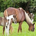 Kobila ubila veterinara (48)! Bizarna nesreća u Hrvatskoj: radio joj kopita, usledio je horor
