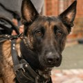 Policijski psi pobegli sa imanja svog trenera u Velikoj Britaniji, dve osobe povređene
