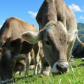Ekstremni klimatski ciljevi: Irska razmatra da usmrti 200.000 goveda