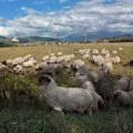 BRITANSKI FARMERI SPREMAJU OPREMU ZA ŠIŠANJE OVACA NA BALKANU! Pokrenuli inicijativu "Ošišaj ih da ih spasiš" kako bi…