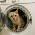FOTO: Mače preživelo ciklus pranja od 3.000 obrtaja u veš mašini