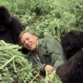 VIDEO: Film Dejvida Atenboroa o gorilama priča o retkom uspehu očuvanja životinjske vrste