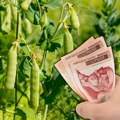 Najskuplji na pijaci: Posadite ovaj neobičan pasulj na samo 10 ari i uzećete 350.000 dinara čiste zarade