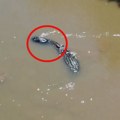 Ko je ovde lud? Olimpijce čekaju krokodili, otrovne zmije i smrtonosni virovi, a Australijanci kažu "najviše ocene"