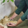 Tužne vesti iz palićkog Zoo vrta Uginula mala lavica Kiki