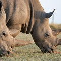 Životinje: Prva trudnoća nosoroga vantelesnom oplodnjom na svetu „mogla bi da spase vrstu“