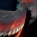 Kameru spustili 1.000 metara ispod površine pacifika i snimili monstruma: Naučnici nisu mogli da veruju šta vide na snimku…
