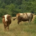 Solidarno u akciji da nadoknade štetu komšiji kome grom ubio dve krave