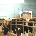 Brojke ne lažu: Evo zašto mlekari u Srpskoj zatvaraju farme
