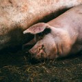 Zbog afričke kuge na jednoj farmi kod Rume biće eutanazirano 10.000 svinja