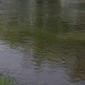 Velika akcija čišćenja reke Raške u nedelju – pozvani svi građani