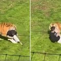 (Uznemirujući video) Muškarac preskočio ogradu i ušao u kavez sa tigrovima: zver ga rastrgla pred masom ljudi
