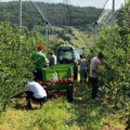 Bračni par se preselio u Levač i uzgajaju jabuke