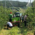 Брачни пар се преселио у Левач и узгајају јабуке