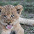 Krivične prijave protiv Subotičanke zbog mladunčeta lava, pretresom pronađeno još životinja zabranjenih za držanje