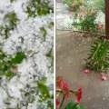 "Могли би и да се санкамо": Град забелео Смедеревску Паланку, као да је пао снег усред маја