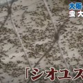 Japan: Mušice ometaju Svetsku izložbu u Osaki izazivajući nelagodu kod posetilaca
