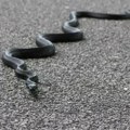 JKP „Šumadija“: Ako vidite zmiju zovite Komunalnu policiju