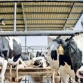 Uvoz mleka smanjen za trećinu u odnosu na prošlu godinu