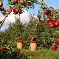 Uvoz jabuka i krušaka obara cene domaćih proizvođača