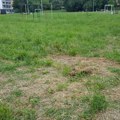 Mokra trava više nikada neće zapušiti kosilicu uz ovaj jednostavan trik iz kuhinje