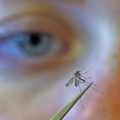 Virus Zapadnog Nila "hara" Srbijom: šestoro zaraženo, svi imaju meningitis - ove grupe su najugroženije