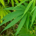 Kod Plandišta pronađena laboratorija za uzgoj marihuane