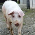 Nadležne službe hitno reagovale: Pronađen leš svinje pored reke - objavljen uznemirujući snimak