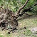 Orezano drveće pretrpelo manje štete tokom oluje