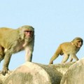 Indija pronašla rešenje za majmune: Ovako će makaki biti oterani tokom samita G20